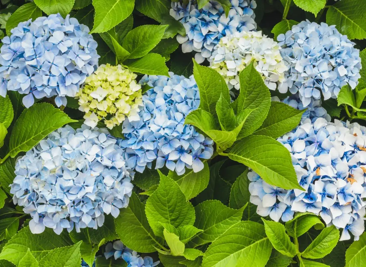 Dlaczego hortensja anabelle nie kwitnie? Oto najczęstsze przyczyny