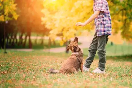 Kliker - jak szkolić psa skutecznie? Kompletny poradnik treningowy