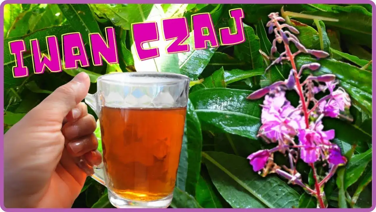 Jak zrobić idealny czaj z herbaty – prosty przepis i wskazówki dla smaku