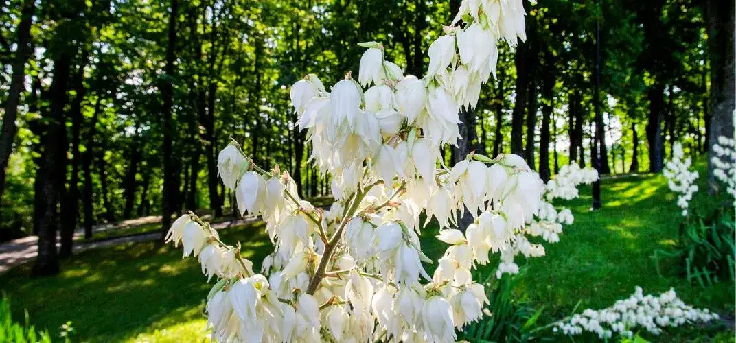 Jak szybko rośnie juka ogrodowa? Odkryj sekrety jej wzrostu