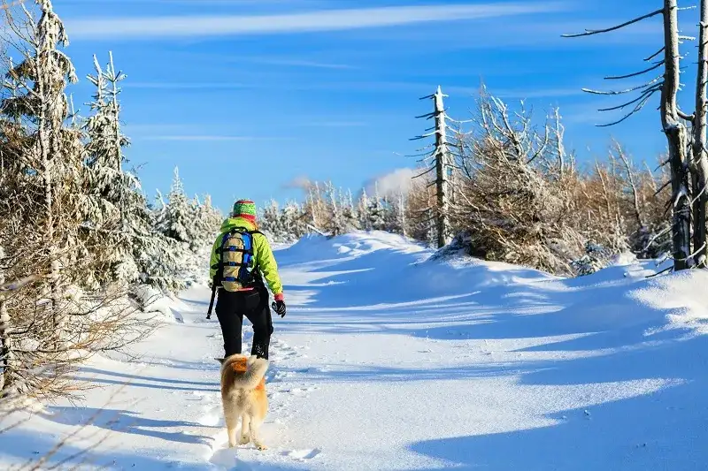 Gdzie z psem w góry Zakopane - najlepsze miejsca na spacery z psem