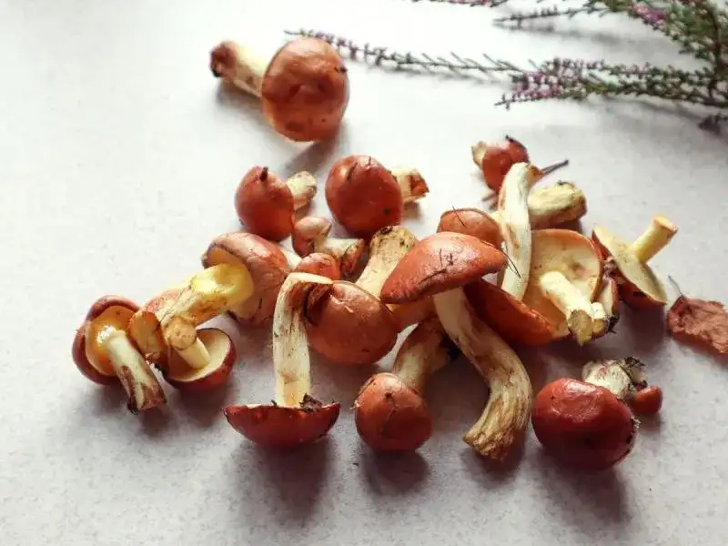 Jakie maślaki można suszyć i jak zrobić to prawidłowo - poradnik suszenia