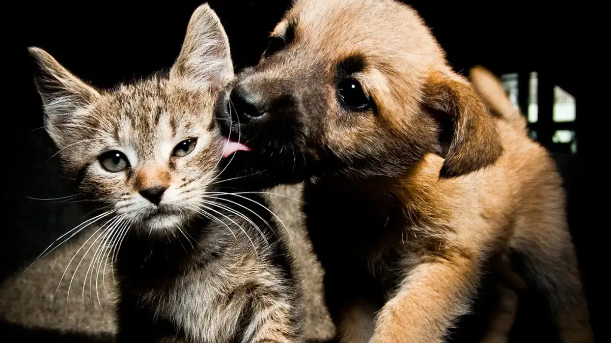 Czy zwierzęta mają duszę - poznaj prawdę opartą na religii i nauce