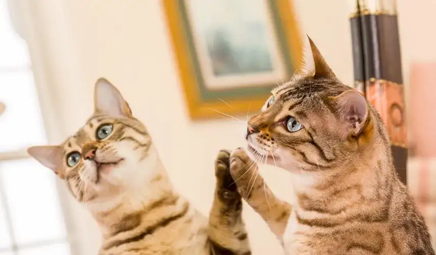 Czy koty widzą się w lustrze? Odbicie, które ich zaskakuje