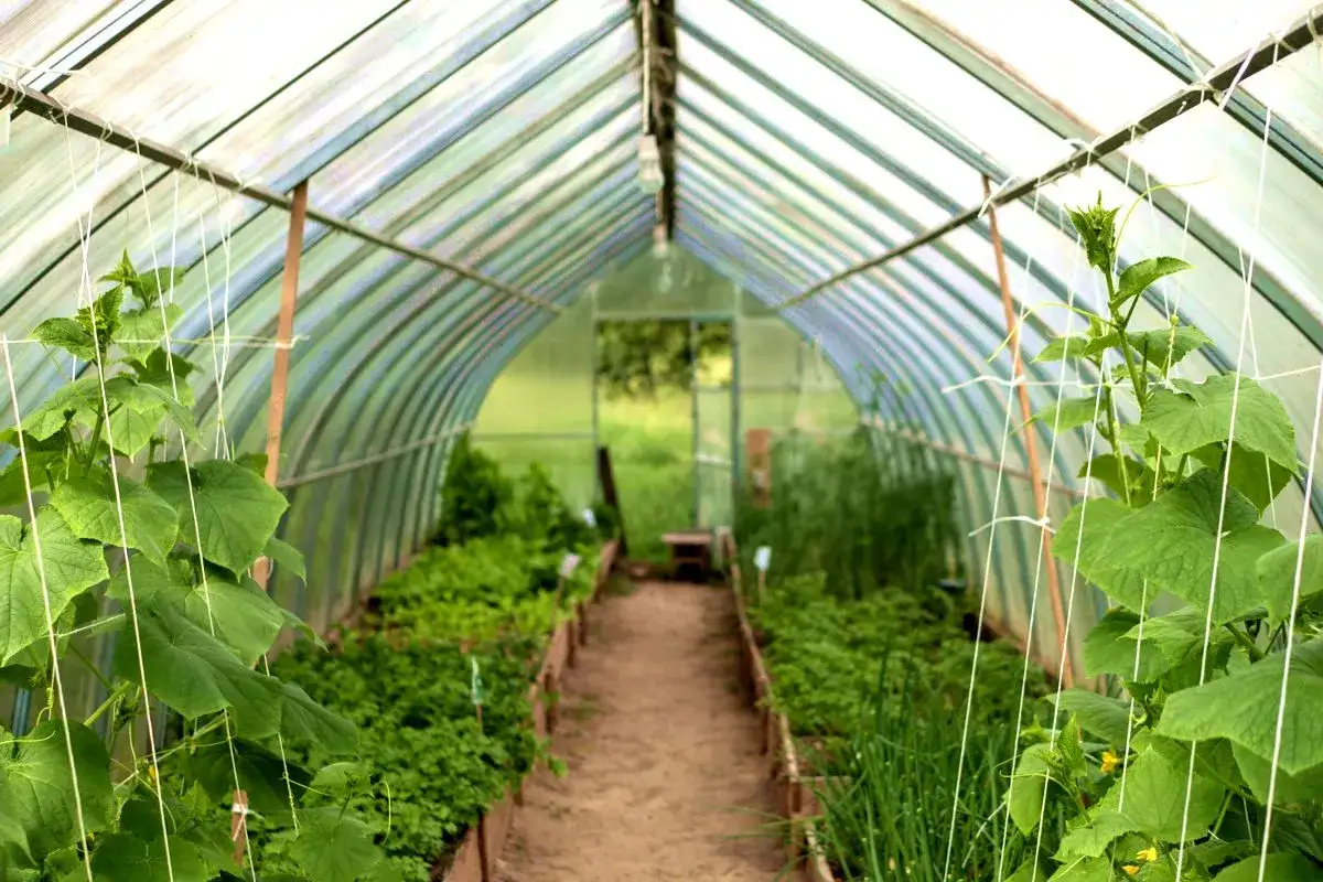 Ile można zarobić na tunelu foliowym: realny zysk z pierwszego roku uprawy