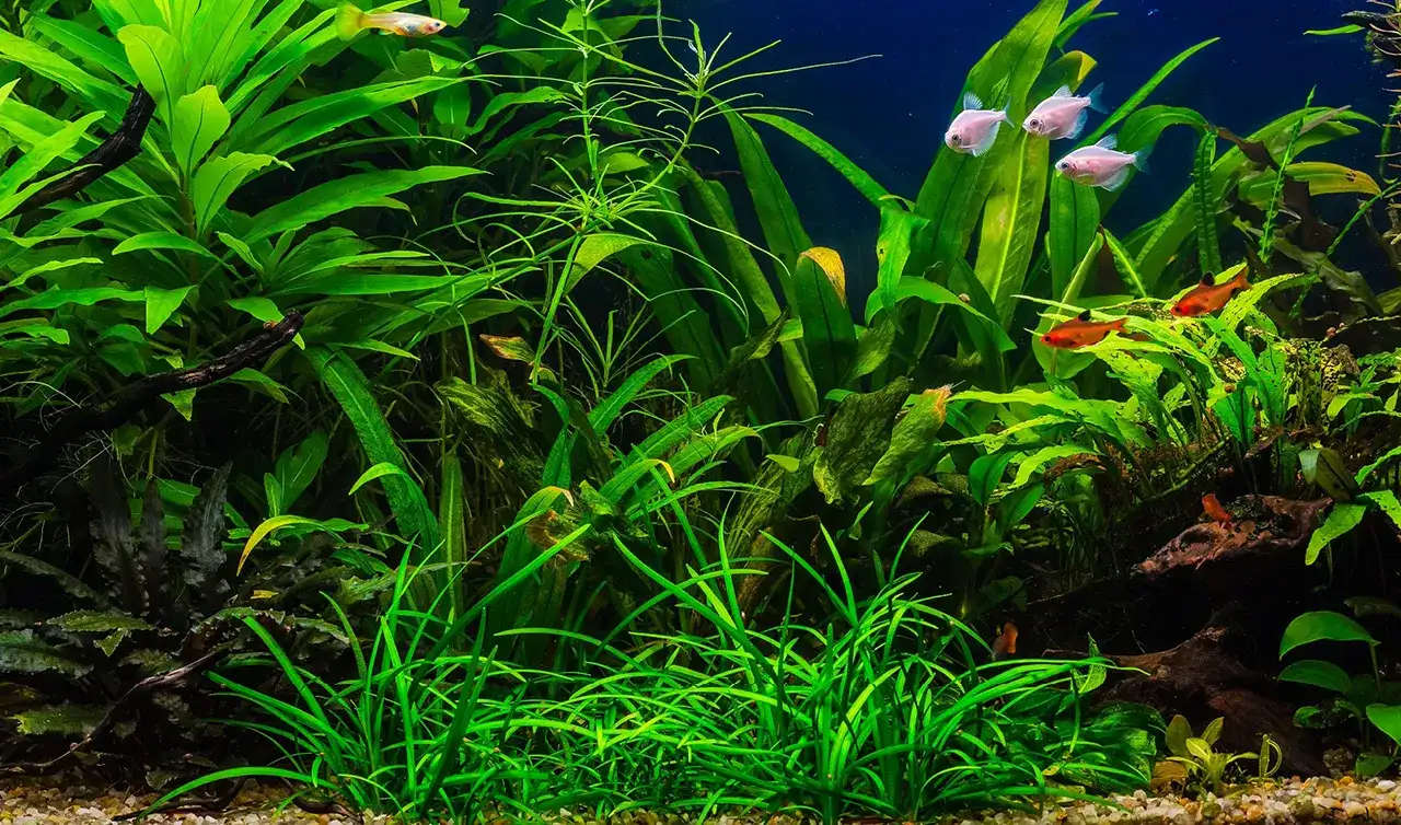 Ile watów na litr wody w akwarium potrzeba dla zdrowych roślin - Poradnik