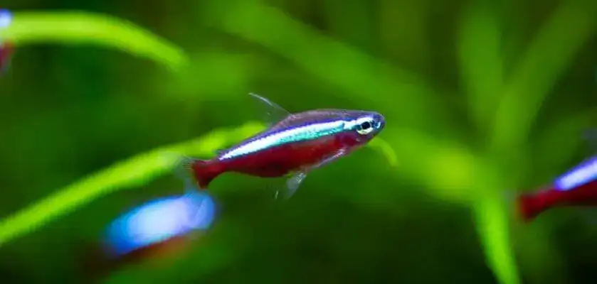 Neonki z jakimi rybami – unikaj błędów przy wyborze towarzystwa