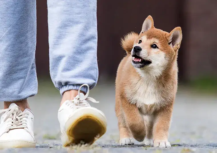 Ile powinien trwać spacer z psem dla zdrowia i szczęścia pupila
