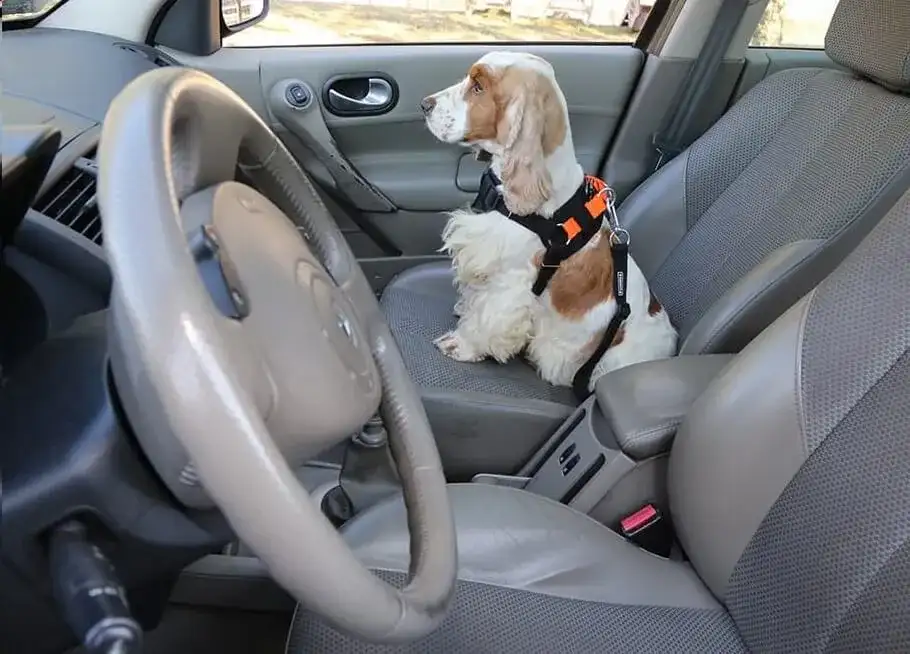 Jak bezpiecznie przewieźć psa w samochodzie: 5 skutecznych sposobów