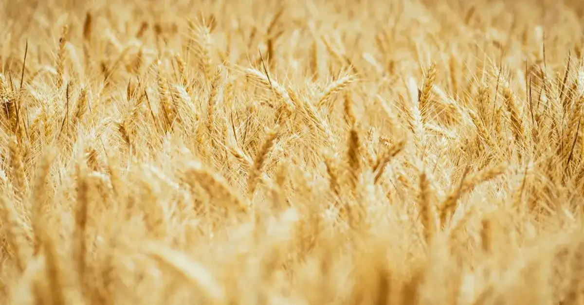 Koszty związane z uprawami: Co wpływa na ceny zbóż i jak je obliczyć?