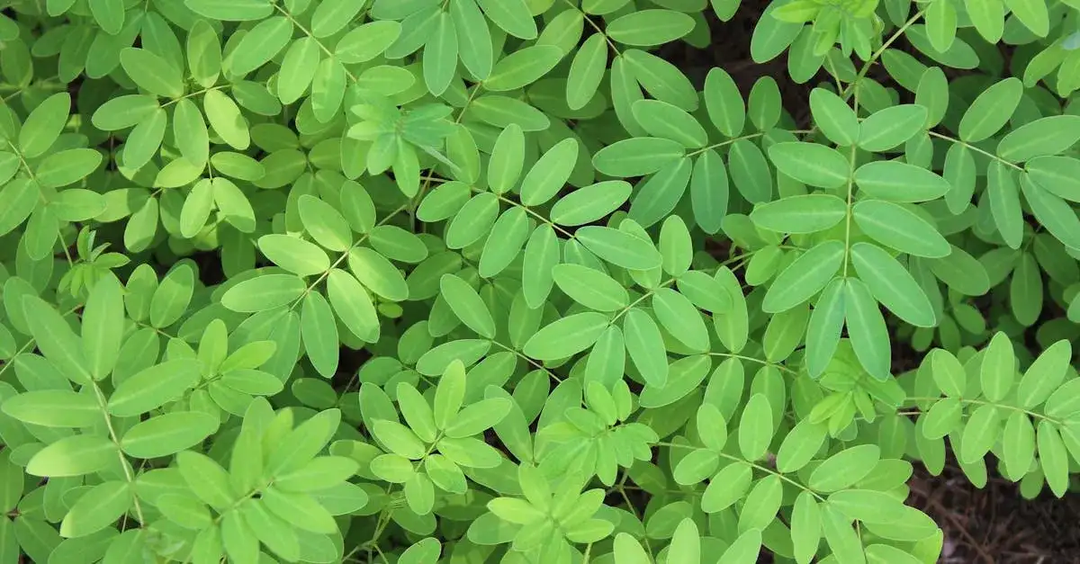 Żywopłot sztuczny: wybór, zastosowanie i jak zapewnić naturalny wygląd?