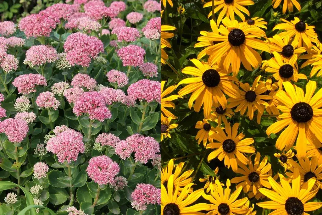 Kwiaty letnie wieloletnie: Piękno i trwałość w Twoim ogrodzie