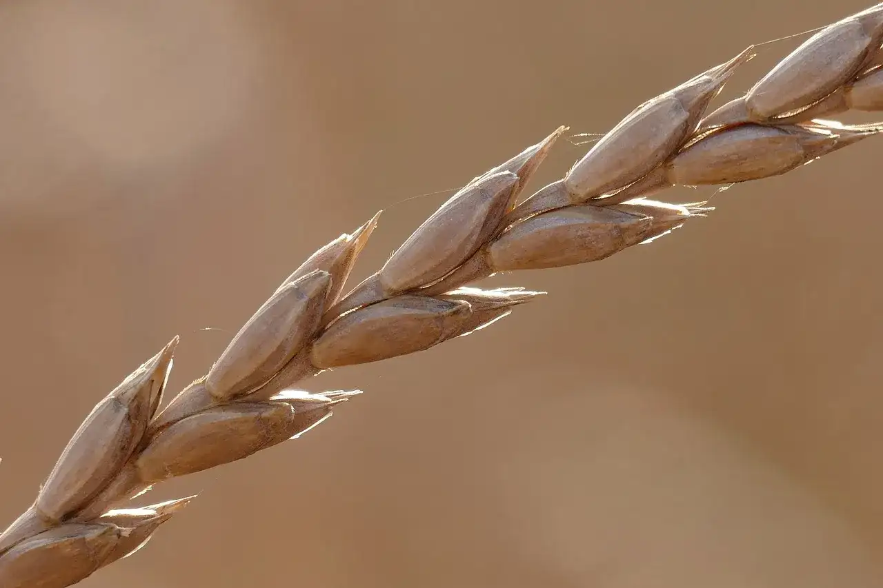 Orkisz - starodawne zboże z nowoczesnymi korzyściami