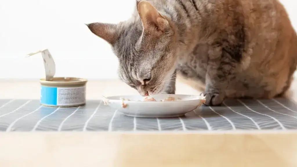 Jak prawidłowo wyrzucić opakowanie po karmie dla kota - segregacja