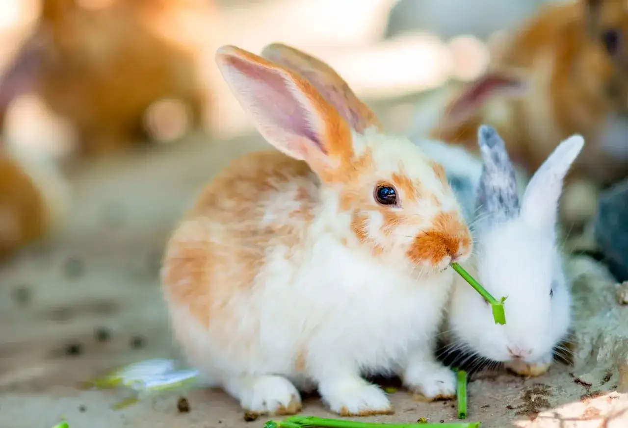 Ile królik ma pazurów i jak dbać o ich zdrowie?