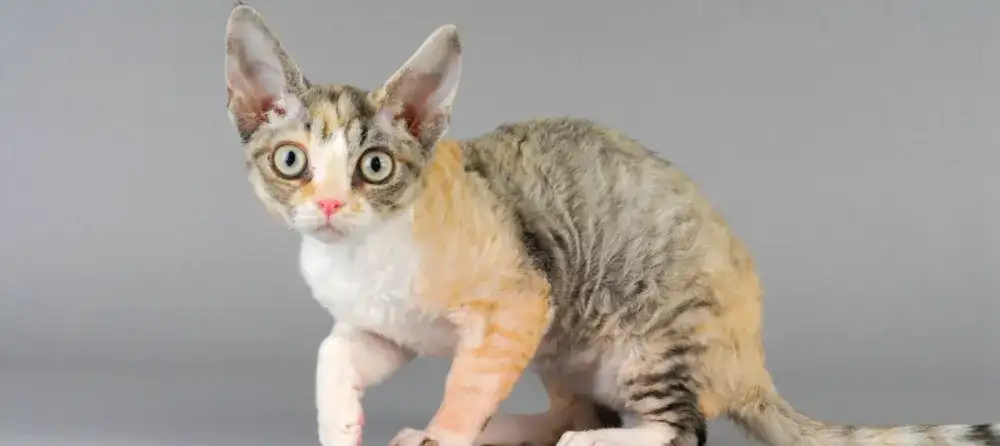 Czy Devon Rex uczula? Oto prawda o alergiach na koty