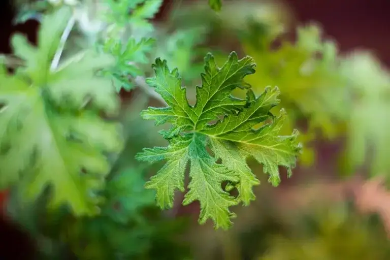 Skuteczny napar z anginki na przeziębienie: naturalne wsparcie w leczeniu