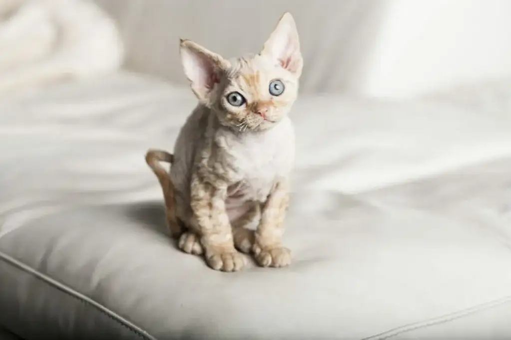Devon Rex Bydgoszcz - znajdź idealnego kota dla siebie