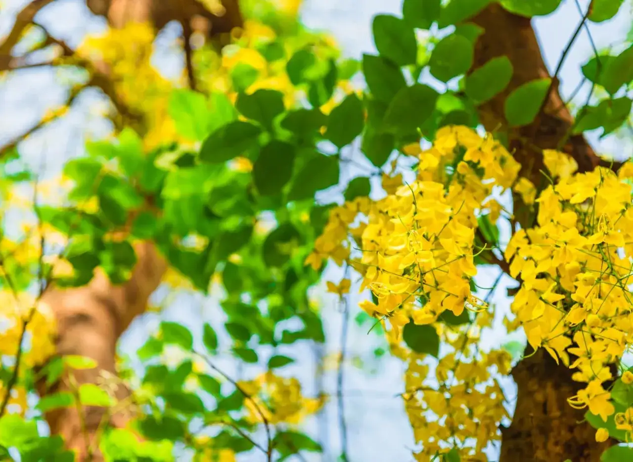 Złotokap kiedy kwitnie: poznaj jego piękno w maju i czerwcu