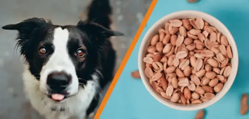 Czy pies może jeść orzeszki ziemne? Bezpieczeństwo, korzyści i zagrożenia