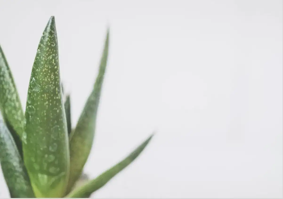 Rośliny, które przynoszą szczęście i ukojenie do domu i ogrodu