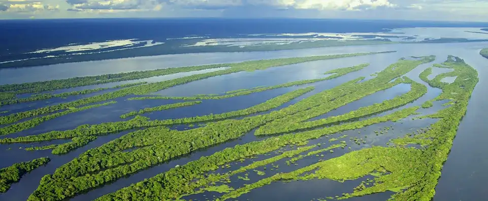 Porady dotyczące pływania z delfinami w Brazylii