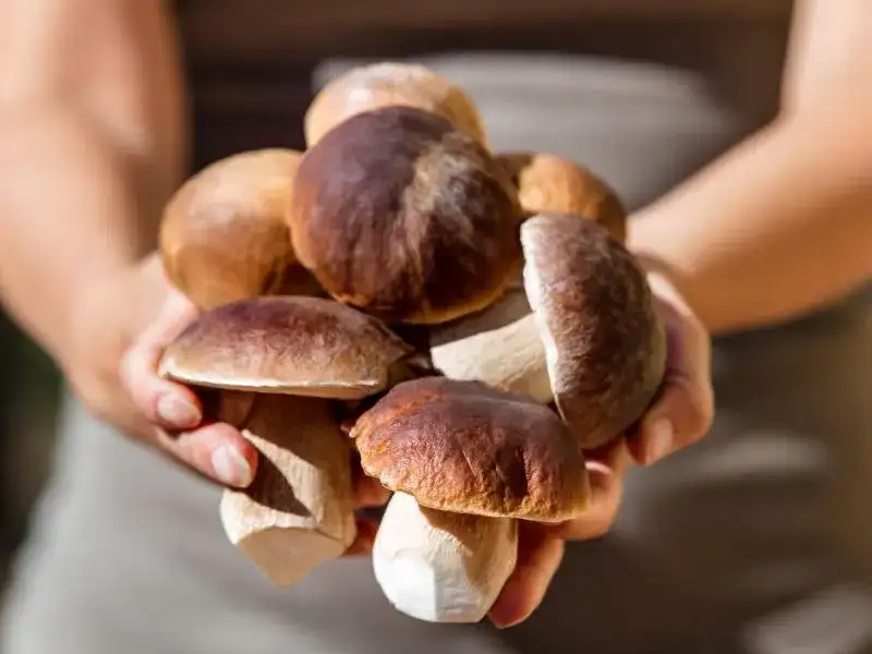 Ile kalorii mają grzyby: wartości odżywcze i kaloryczność popularnych gatunków