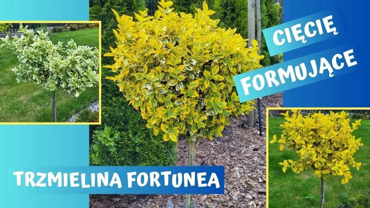 Jak skutecznie przycinać trzmielinę na pniu, by uniknąć błędów