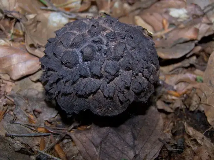 Najniebezpieczniejsze grzyby z łuskami: rozpoznaj i unikaj zatrucia