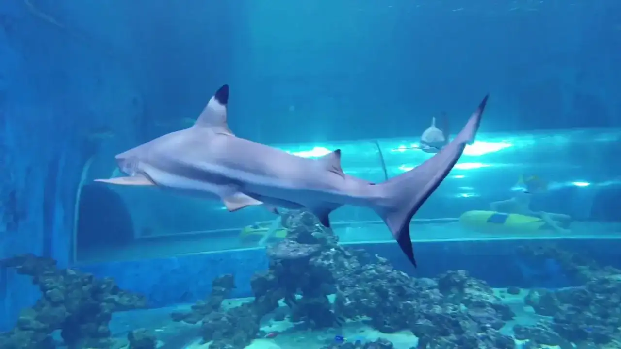 Oceanarium Reda - Niezapomniane przeżycia z rekinami i atrakcjami