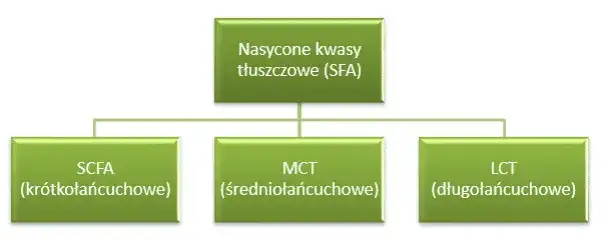 9 korzyści z krótkołańcuchowych kwasów tłuszczowych dla zdrowia