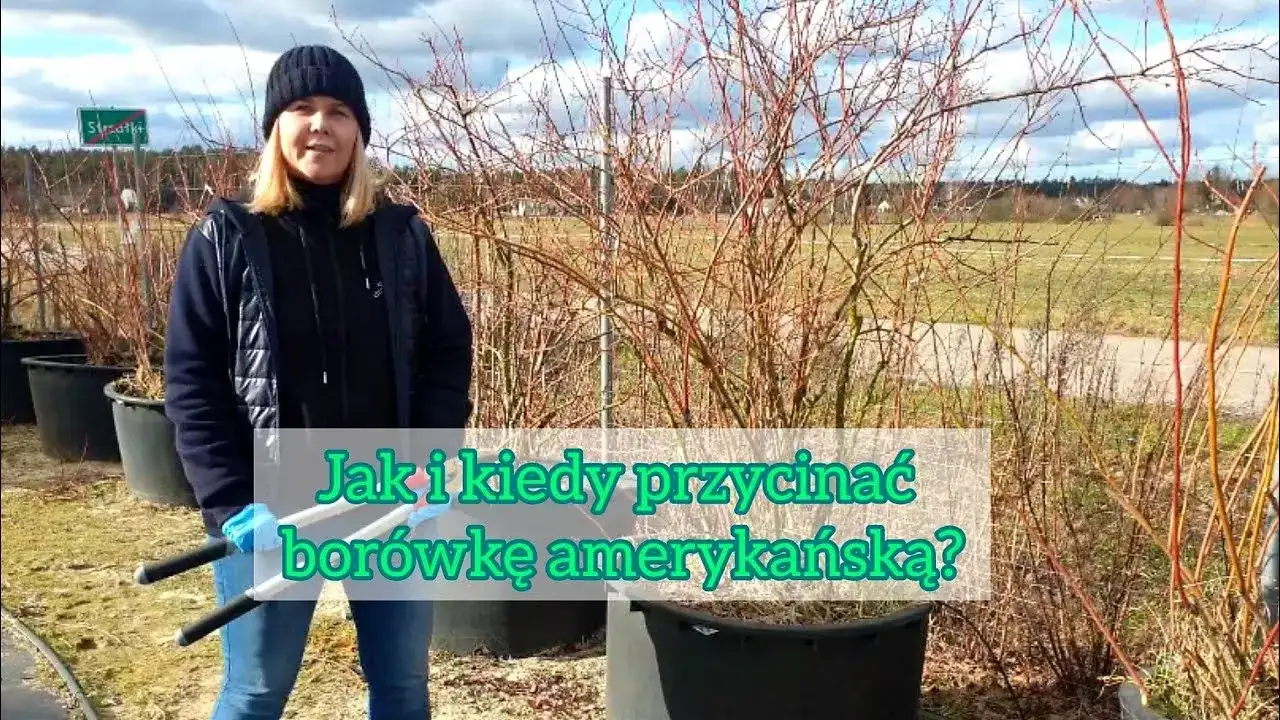 Kiedy i jak przycinać borówkę amerykańską, aby uniknąć błędów w pielęgnacji