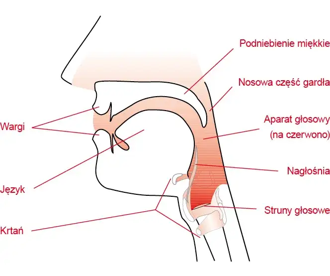 Śpiew w muzyce: Podstawy, techniki i rodzaje głosu wokalnego