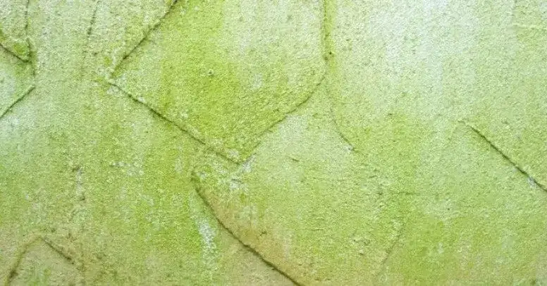 Skuteczne sposoby jak usunąć glony z elewacji budynku w 3 prostych krokach