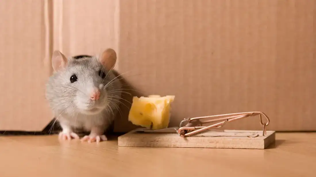 Was fressen Ratten gerne? Die besten Köder für effektive Fallen