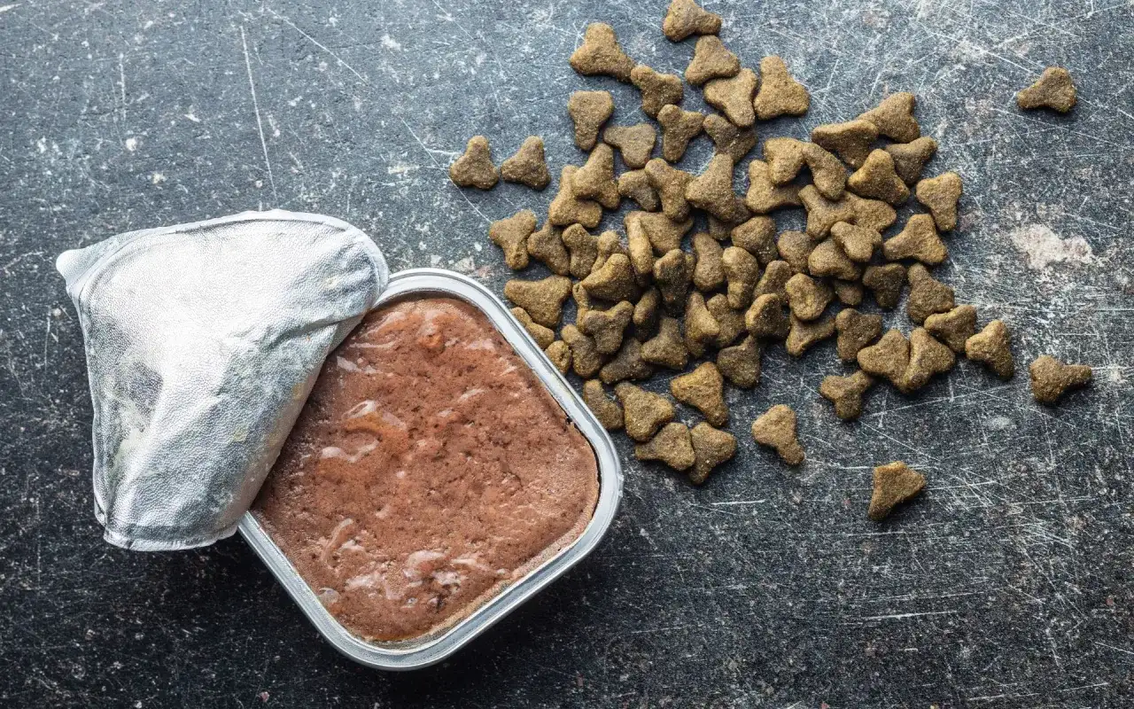 Czy pies może jeść tylko suchą karmę - poznaj prawdę i skutki takiej diety