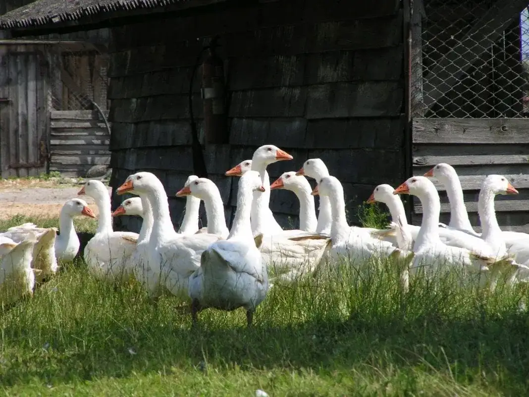 Dopłaty do hodowli gęsi - aktualne programy, warunki i wymogi dla rolników