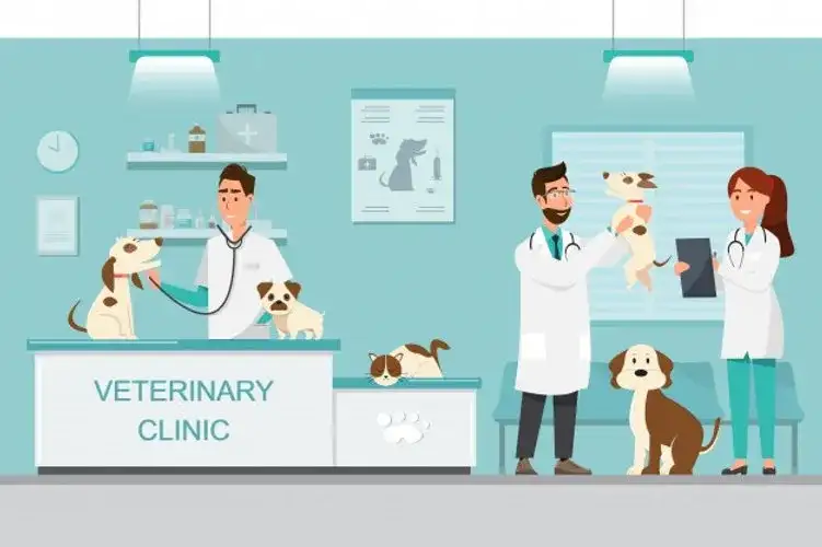 Czy weterynarz to doktor? Poznaj różnice i tytuły w weterynarii