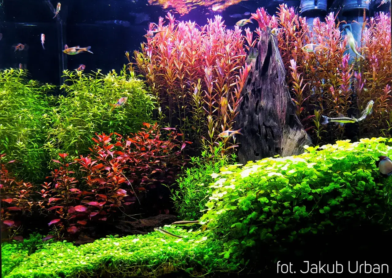 Nadmiar żelaza w akwarium objawy - jak je rozpoznać i unikać problemów