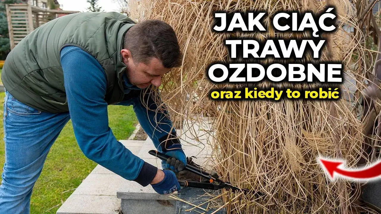 Jak przycinać trawy ozdobne, aby uniknąć najczęstszych błędów