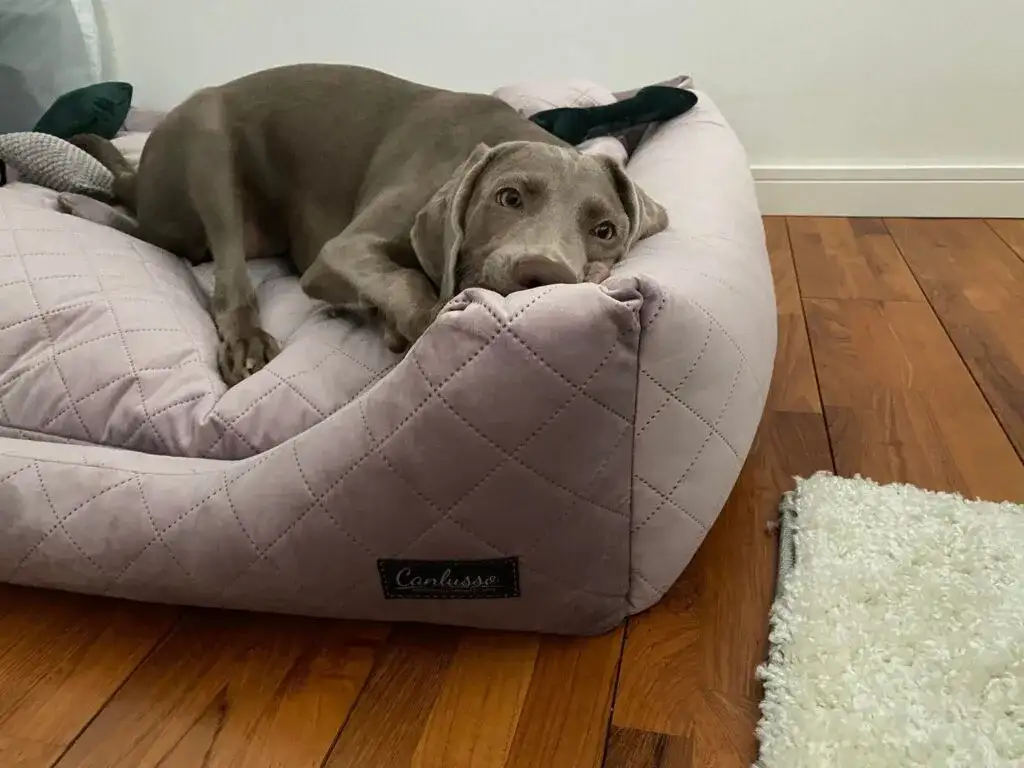 Jak skutecznie nauczyć dorosłego psa spać w legowisku – praktyczne porady