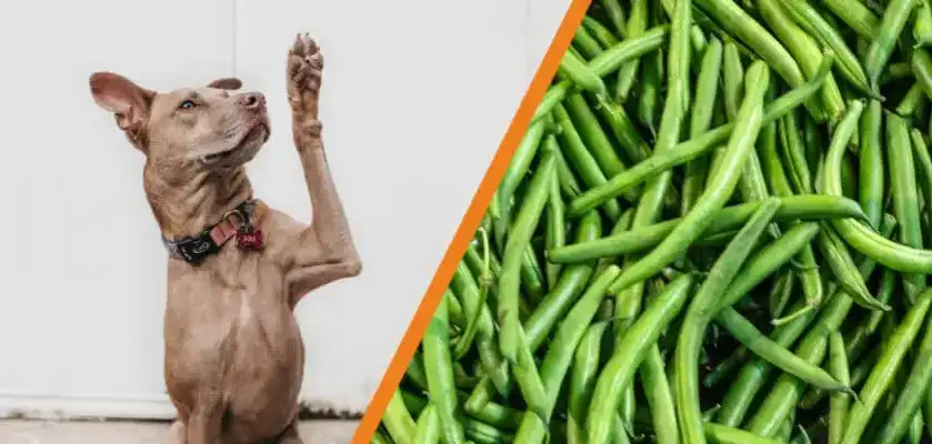 Czy pies może jeść fasolę szparagową? Korzyści i zagrożenia