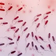 E. coli w kale: Co oznacza obecność tej bakterii? Wyjaśniamy