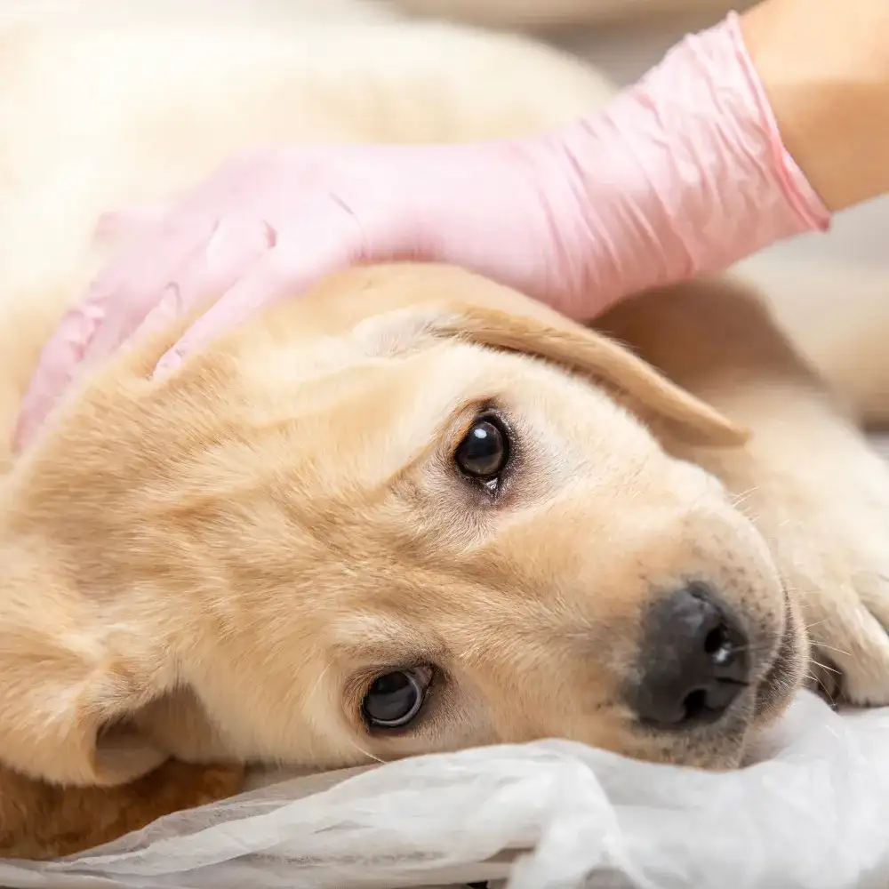 Objawy nosówki u szczeniaków – jak rozpoznać i chronić psa przed chorobą