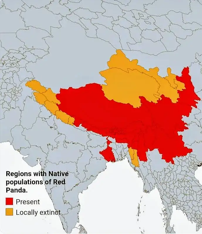 W jakim kraju żyją pandy? Odkryj ich naturalne siedliska w Chinach