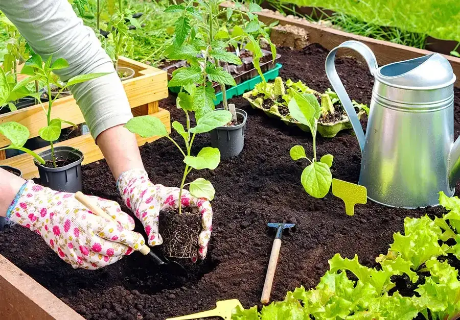 Kiedy siać warzywa w ogrodzie? Najlepsze terminy i porady ogrodnicze