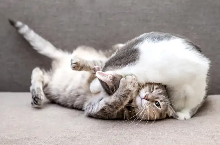 Jak rozpoznać płeć kotka – proste sposoby, które musisz znać