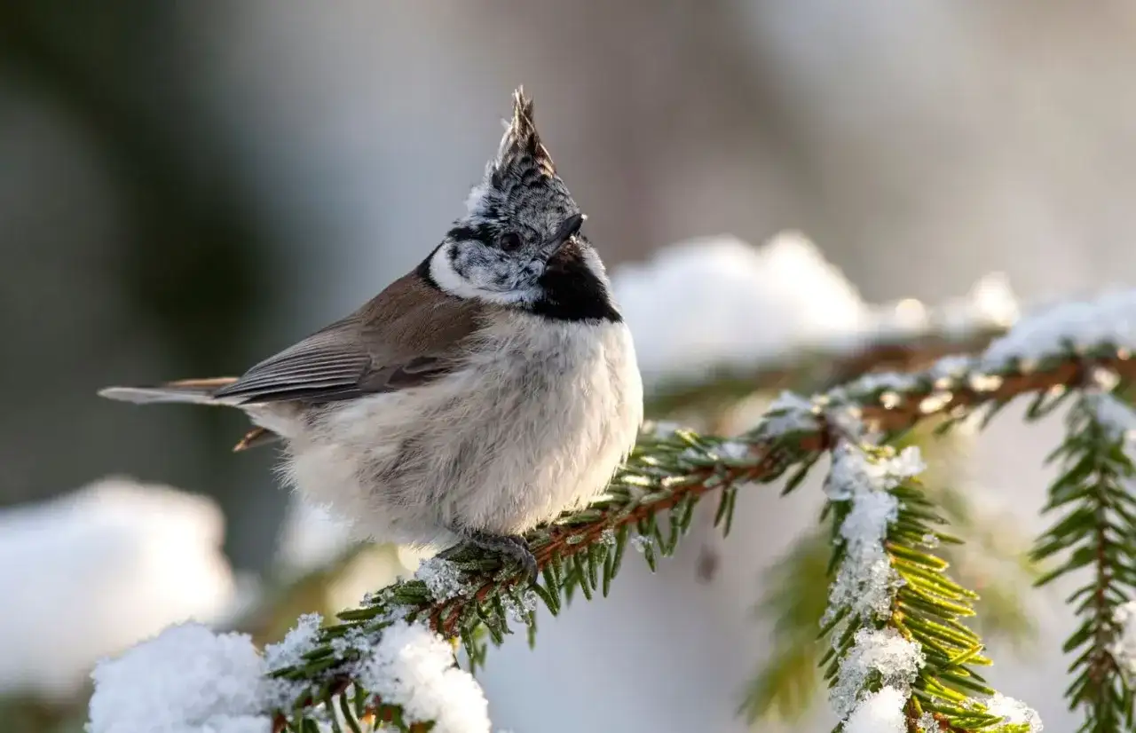 Gdzie zimuje sikorka? Odkryj tajemnice migracji tych ptaków