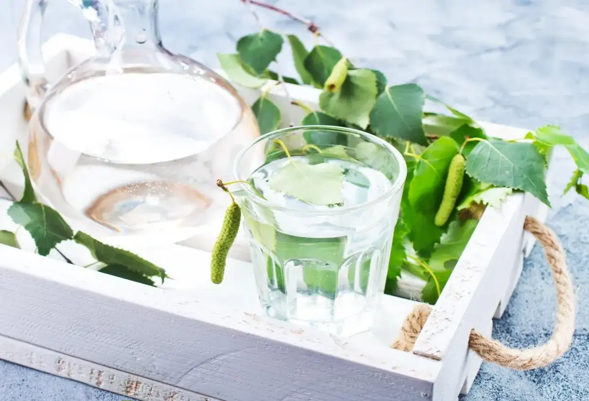 Sok z brzozy: korzyści zdrowotne, zastosowania i przeciwwskazania, które musisz znać