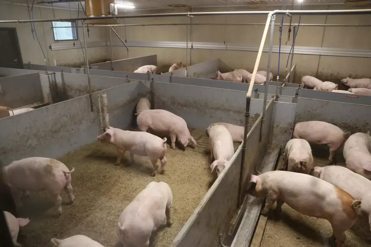 Jak rozpocząć hodowlę świń? Kompletny poradnik dla rolników